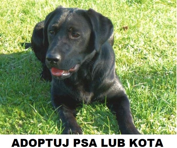 Adoptuj psa lub kota